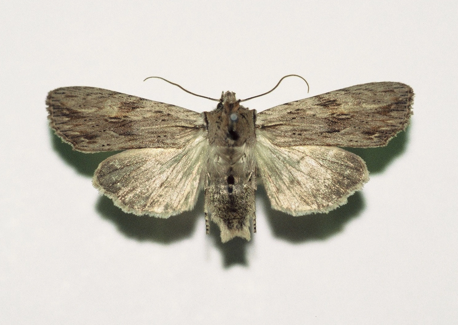 geelbruine houtuil Lithophane socia, Han KS, coll. Naturalis, Leiden, F1000005.JPG